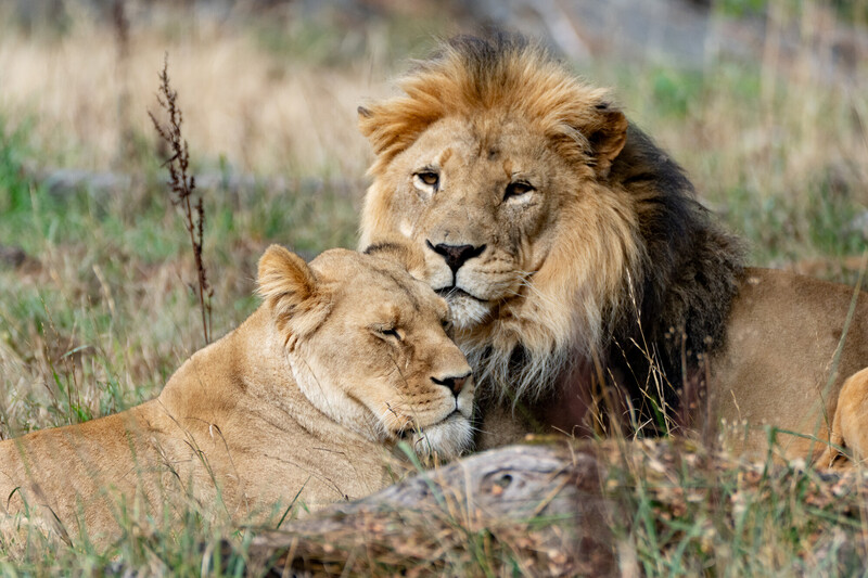 A male lion with a thick mane nuzzles closely with a lioness, both lying on the grass in a natural, dry grassy habitat. The lioness has her eyes closed, appearing calm and affectionate.