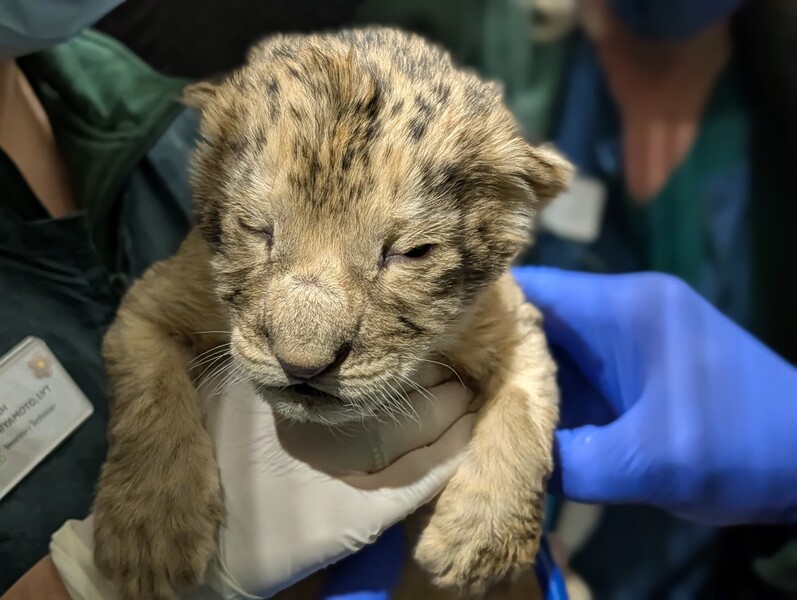 A close-up of a newborn lion cub being gently held by people wearing gloves, with its eyes mostly closed and its fur still slightly damp. The background is blurred and medical staff are partially visible.