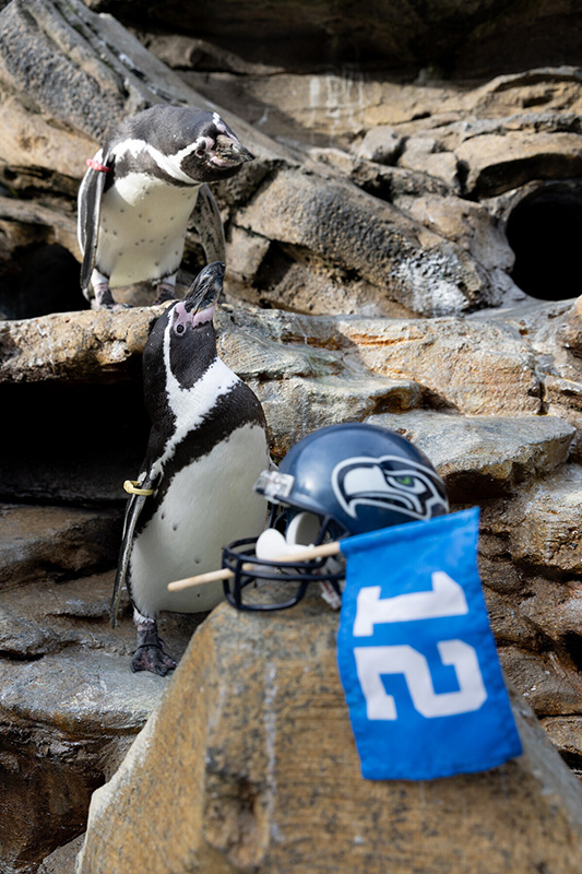 Hai chú chim cánh cụt đứng trên bề mặt đá, phía trước là một chiếc mũ bảo hiểm bóng bầu dục của đội Seattle Seahawks và một lá cờ màu xanh có số 12 được đặt trên một tảng đá.