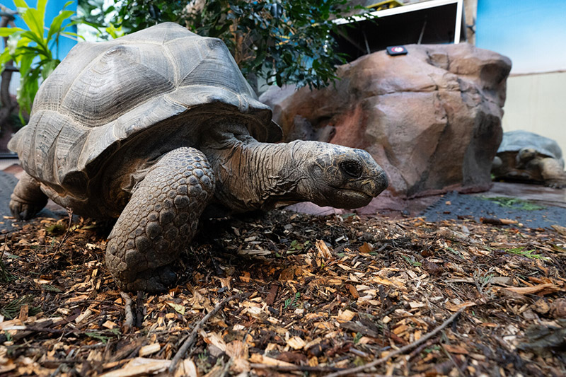 A large tortoise walks on wood chips in an indoor enclosure with plants and rocks. Another tortoise is visible in the background near a rock wall.