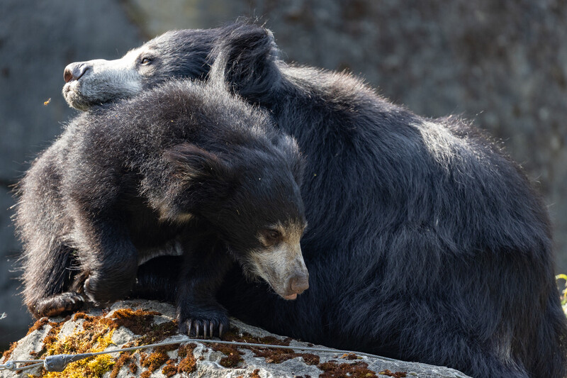 A sloth bear cub leans against its mother while standing on a sunlit rock covered with moss, both with shaggy black fur, in a natural outdoor setting.