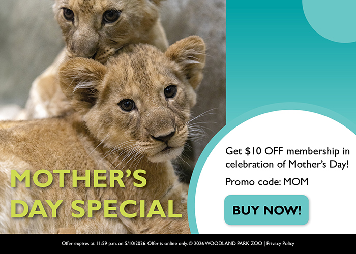 Two lion cubs cuddle together beside a promotion for a Mother’s Day special at Woodland Park Zoo, offering $10 off membership with promo code MOM, and a Buy Now! button.