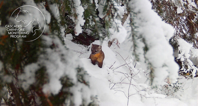 A small, brown mammal stands alert in deep snow, surrounded by snow-covered branches. The Cascades Carnivore Monitoring Program logo is in the upper left corner.