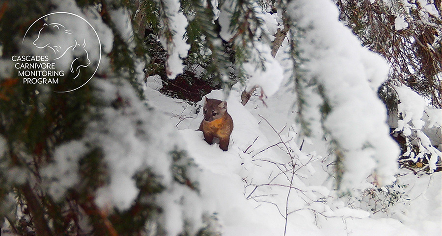A small, brown mammal stands alert in deep snow, surrounded by snow-covered branches. The Cascades Carnivore Monitoring Program logo is in the upper left corner.