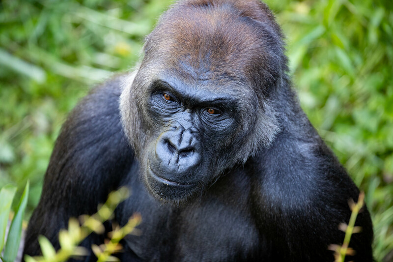 A close-up of a gorilla with dark fur and expressive eyes, sitting on green grass and looking slightly upward towards the camera.