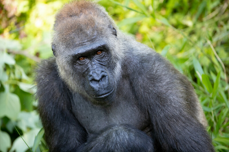 A gorilla sits among green foliage, looking directly at the camera with a calm, expressive face. Its dark fur contrasts with the lush background.