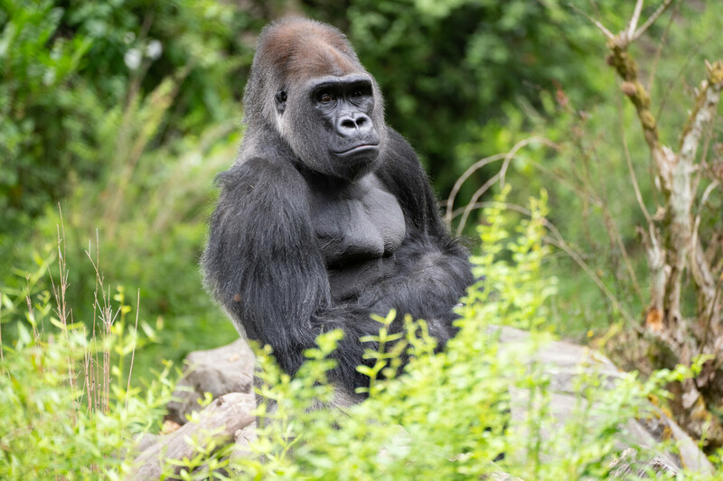 An adult gorilla sits among green plants and rocks, looking forward with a calm expression in a natural outdoor setting.