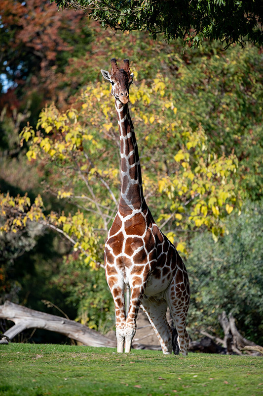 一只长颈鹿站在绿草上，背景是树木和秋叶，阳光映照出它花纹的毛皮和修长的脖子。