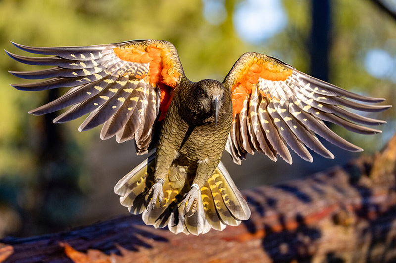 A Kea parrot with orange markings on its wings flies toward the camera with wings spread wide, showing its feathers in detail against a blurred natural background.