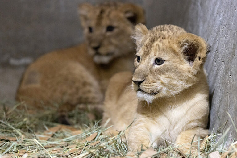 Two lion cubs rest on a bed of straw in a sheltered enclosure. One cub lies in the foreground looking alert, while the other cub is partially blurred in the background.