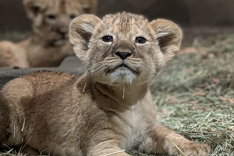 A close-up of a lion cub lying on dried grass, looking toward the camera. Another lion cub is blurred in the background.