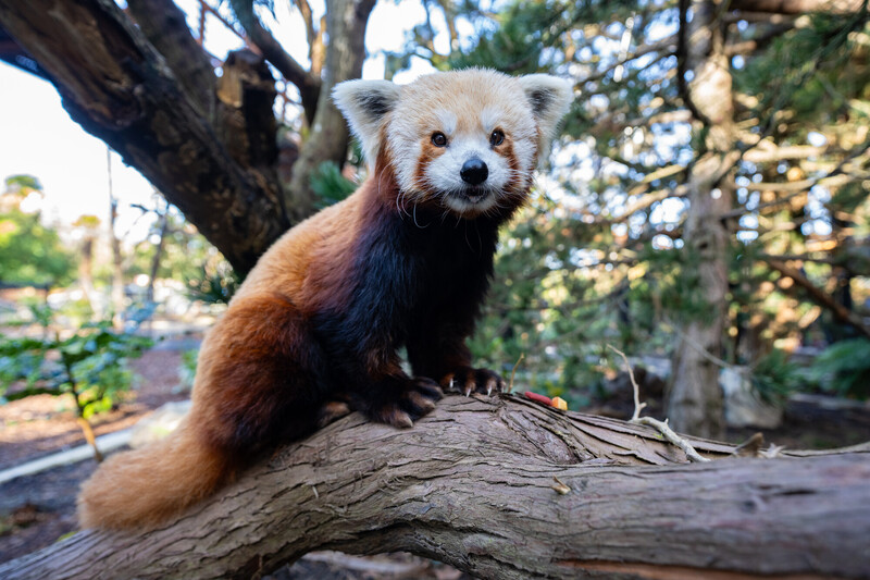 A red panda with reddish-brown fur and a bushy tail sits on a tree branch, surrounded by dense greenery and trees in the background.