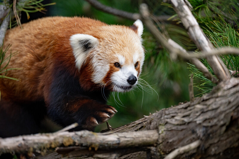 A red panda with reddish-brown fur, white face markings, and bushy tail walks along a tree branch surrounded by green pine needles.