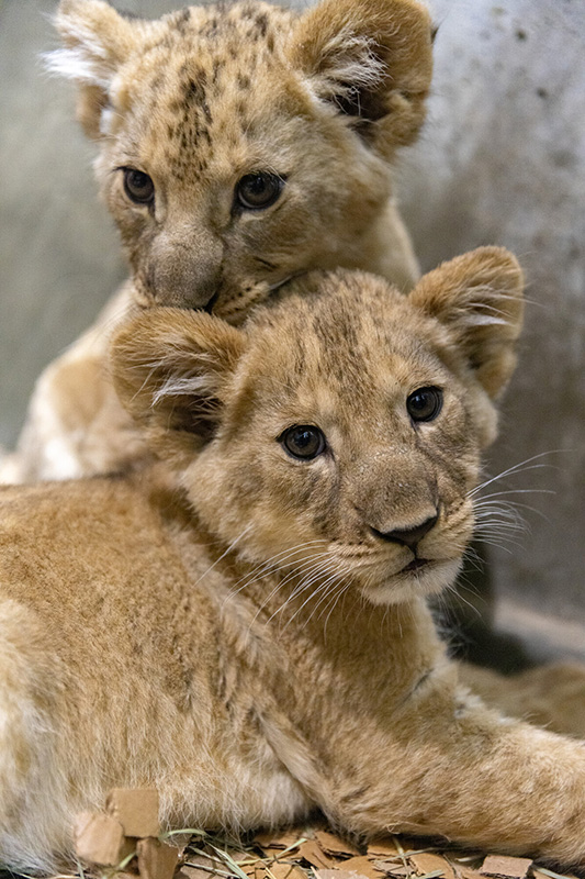 Two lion cubs snuggle close together; one cub rests its head on the other’s back while both look towards the camera with big, curious eyes. Their fur is light brown and they appear relaxed and comfortable.