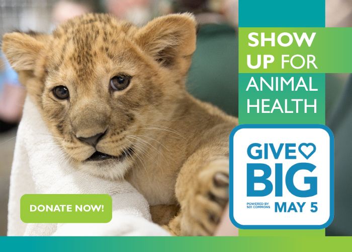 A lion cub wrapped in a towel looks at the camera. Text reads: Show up for animal health. Donate now! Give Big May 5. The image promotes animal health donations.