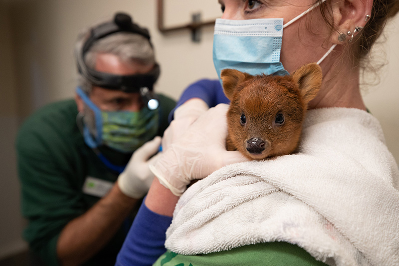 A woman wearing a mask and gloves holds a small brown baby animal wrapped in a towel, while a masked veterinarian examines the animal in the background.