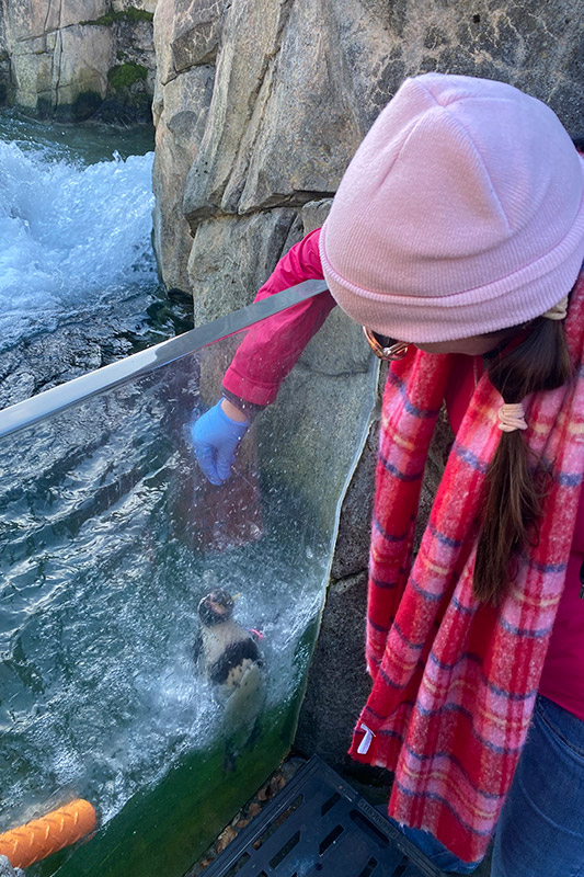 A person wearing a pink hat, red scarf, and blue glove feeds a small penguin through a glass barrier at an outdoor enclosure with rocks and water.