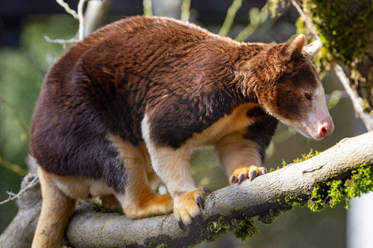 A tree kangaroo with brown and cream fur stands on a mossy tree branch, looking downward. Its body is sturdy, and its large claws grip the branch. Sunlight highlights its fur and the green moss around it.