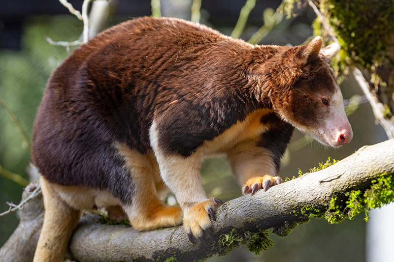 A tree kangaroo with brown and cream fur stands on a mossy tree branch, looking downward. Its body is sturdy, and its large claws grip the branch. Sunlight highlights its fur and the green moss around it.