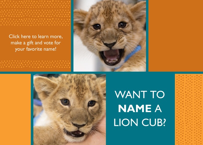 Two photos of playful lion cubs are shown on a colorful graphic with text inviting viewers to learn more, make a gift, vote for a favorite name, and help name a lion cub.