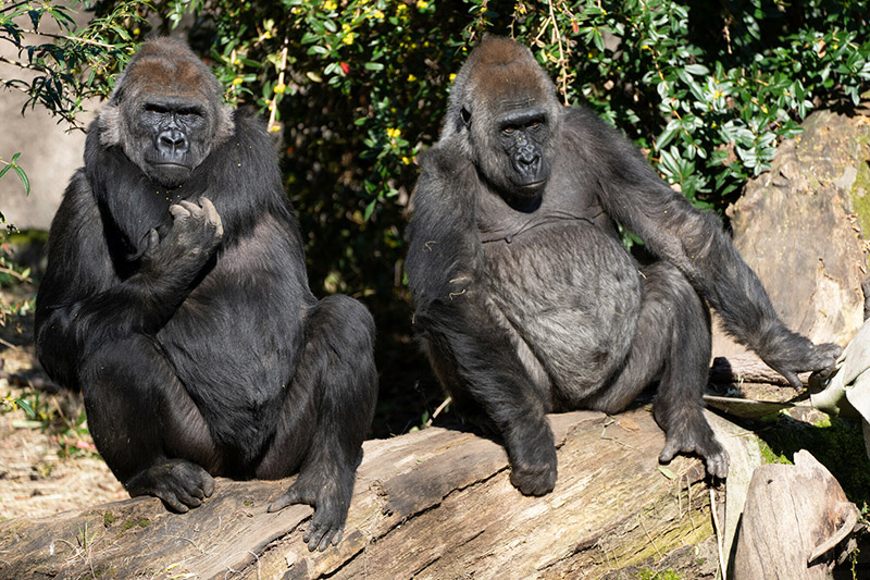 Two adult gorillas sit side by side on large fallen tree trunks, surrounded by greenery and sunlight. One gorilla sits upright with a hand to its chest, while the other leans forward, resting a hand on the log.
