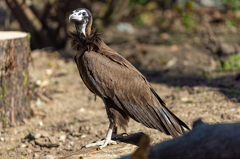 A hooded vulture stands on the ground, showing its dark brown plumage, featherless pale head, and strong hooked beak, with sunlight highlighting its body against a blurred natural background.