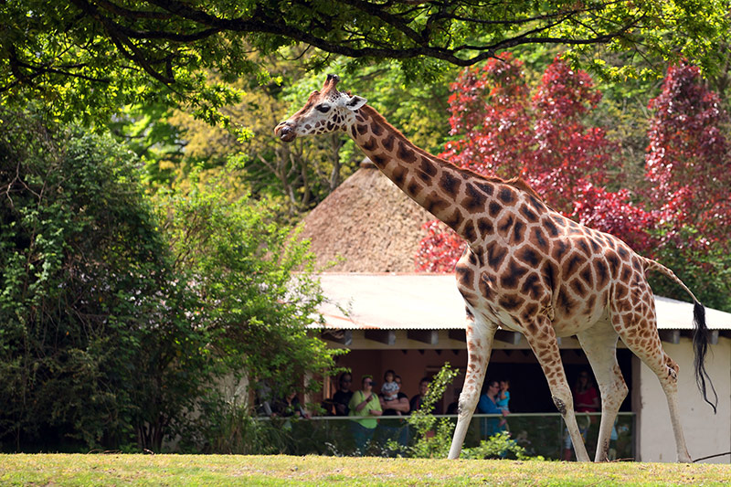 A giraffe walks on green grass in a zoo enclosure, surrounded by trees and bushes. In the background, people watch from under a shaded shelter.