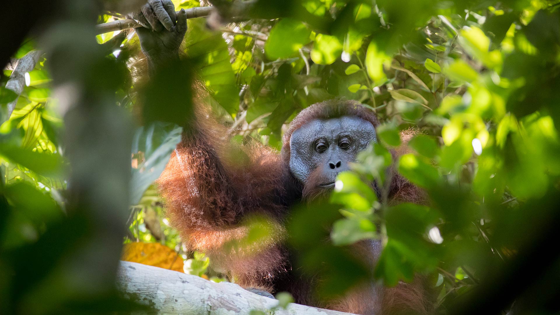 Woodland Park Zoo Admission