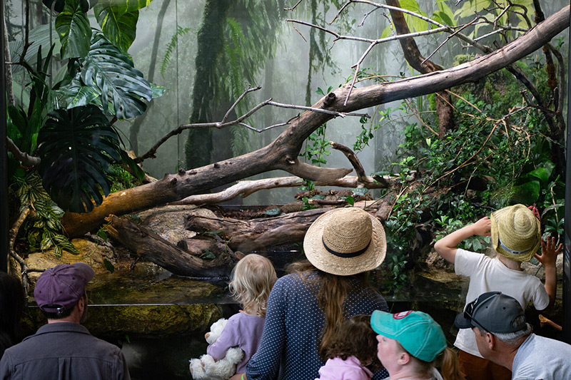 A group of adults and children view a lush, tropical forest exhibit through glass, with fallen branches, green plants, and mist visible inside. Some wear hats, and one child stands on tiptoe for a better look.