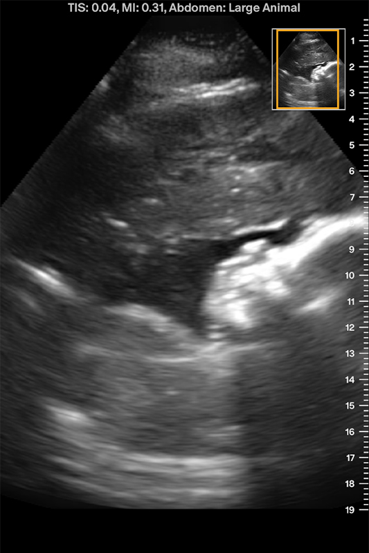 Ultrasound image of a large animal abdomen, showing varying shades of gray and an outlined rectangular area in the upper right corner for focused observation or analysis. Measurement markers are visible along the right edge.