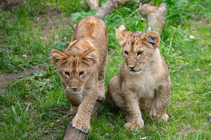 Two lion cubs with light brown fur sit and walk on green grass, with one cub stepping forward on a log while the other sits beside it. Both appear alert, surrounded by natural vegetation.