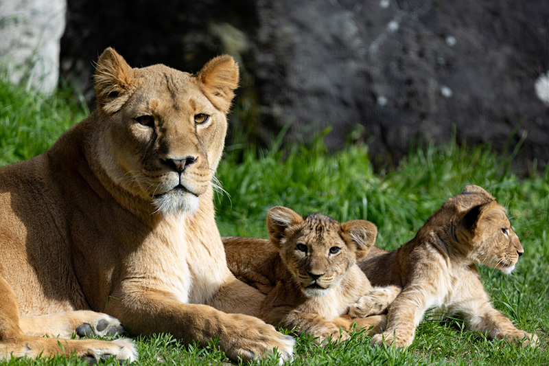 A lioness lies on grassy ground with two lion cubs beside her. One cub is looking at the camera while the other faces sideways. They are resting together in the sunlight with a rocky background behind them.