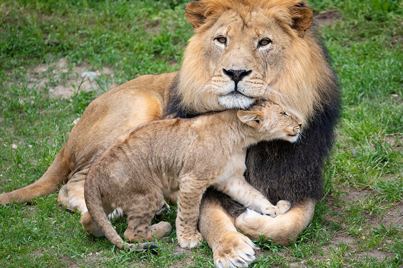 A lion cub nuzzles affectionately against an adult male lion sitting on grass, showing a tender moment between the two animals.