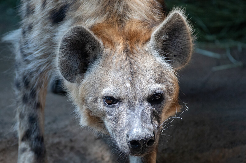 A close-up of a spotted hyena with large round ears, a sandy brown coat with dark spots, and intense eyes, standing outdoors on a dirt surface with grass in the background.
