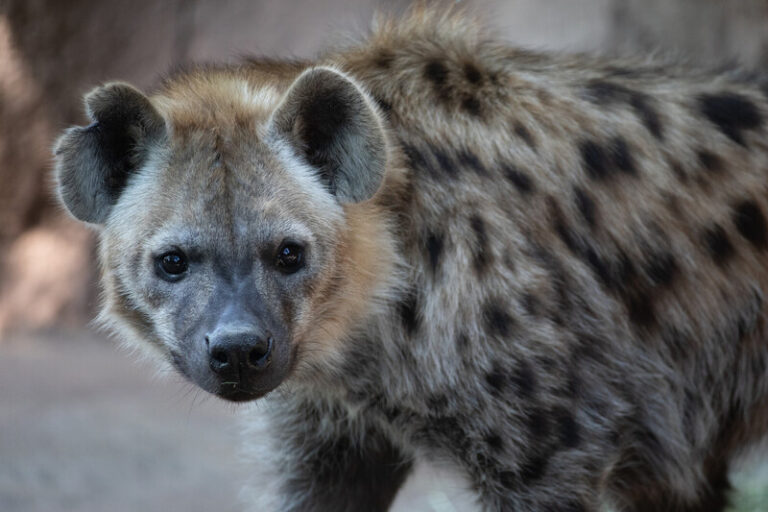 A close-up of a spotted hyena standing and looking directly at the camera, showing its round ears, dark eyes, and brown fur with black spots. The background is blurred, highlighting the hyenas features.