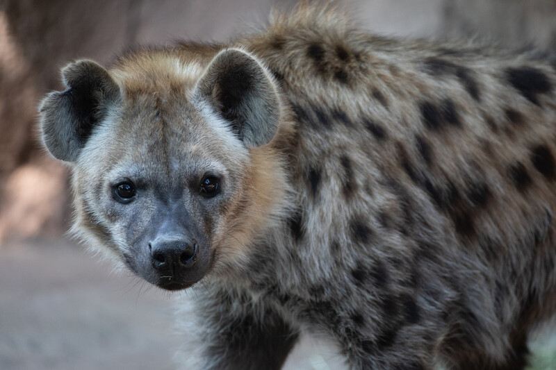 A close-up of a spotted hyena standing and looking directly at the camera, showing its round ears, dark eyes, and brown fur with black spots. The background is blurred, highlighting the hyenas features.
