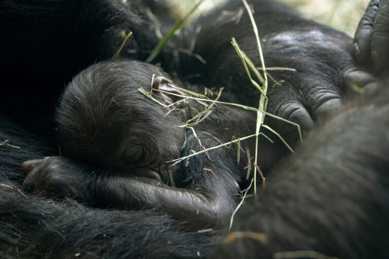 A newborn gorilla lies on its side with eyes closed, nestled in soft gorilla fur and surrounded by dry grass, appearing to sleep peacefully.