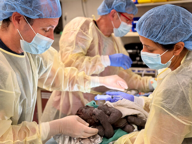 Tres profesionales sanitarios, con mascarillas, batas y gorros, atienden a una cría de gorila recién nacida inmediatamente después de su nacimiento en un hospital. Una persona cuida de la cría, que está cubierta con mantas. 