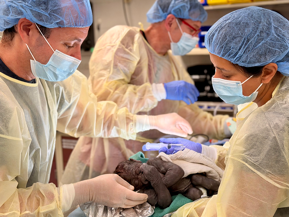Tres profesionales sanitarios, con mascarillas, batas y gorros, atienden a una cría de gorila recién nacida inmediatamente después de su nacimiento en un hospital. Una persona cuida de la cría, que está cubierta con mantas. 