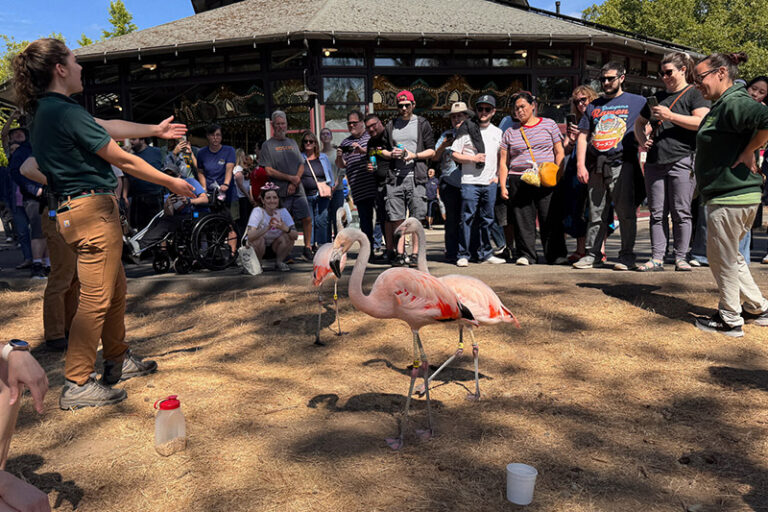 Two flamingos stand on straw-covered ground while two zoo staff interact with them. A large crowd of people watches and takes photos outside a building on a sunny day.