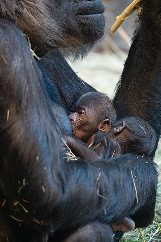 A close-up of a baby gorilla nursing from its mothers chest, nestled in her arms with another baby gorilla beside them, surrounded by straw.