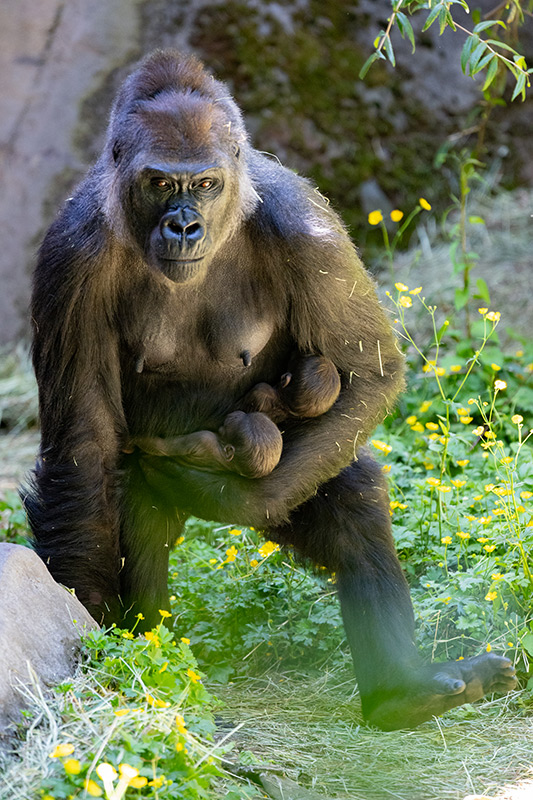 A gorilla stands on grass and wildflowers, cradling two small babies against her chest, with a focused expression on her face.