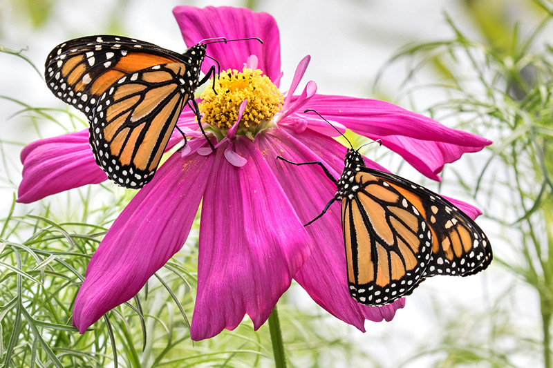 Two monarch butterflies with orange and black wings rest on a vibrant pink flower with yellow center, surrounded by green foliage.