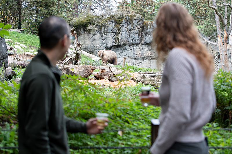 Two people holding drinks stand in the foreground, watching a bear in a rocky, green zoo enclosure in the background.