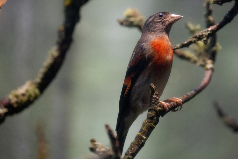 A small bird with gray and orange feathers perches on a mossy branch, looking upward. The background is blurred, emphasizing the bird and the branch.