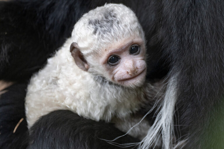 Nace un nuevo mono colobo en la selva tropical.