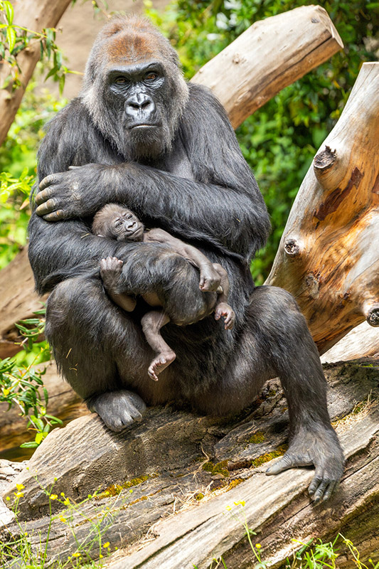A gorilla sits on a log, cradling a small baby gorilla in its arms. The gorilla looks directly at the camera, while the baby rests peacefully against its chest. Lush green foliage is visible in the background.