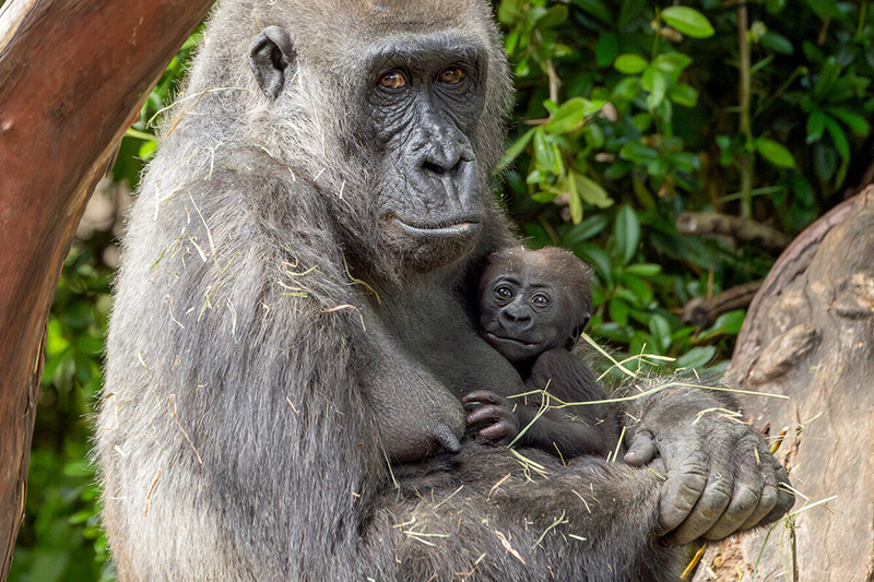 A gorilla sits on a large tree branch, holding a baby gorilla in her arms. Both are surrounded by green foliage, and straw is scattered on their fur.