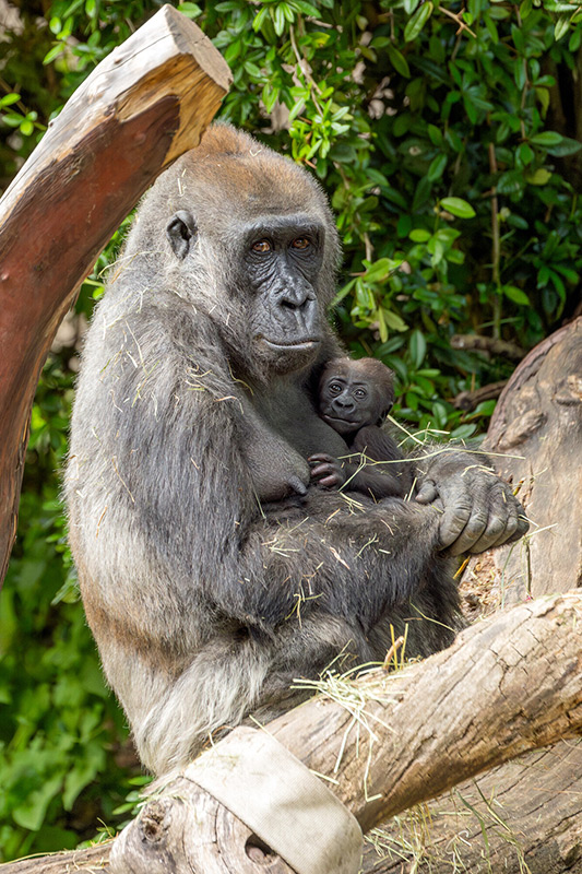 A gorilla sits on a large tree branch, holding a baby gorilla in her arms. Both are surrounded by green foliage, and straw is scattered on their fur.