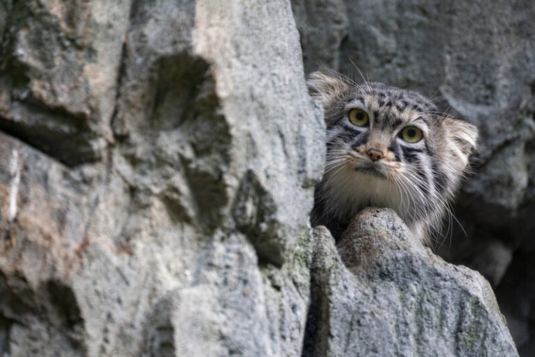 A Pallass cat with fluffy fur and wide yellow eyes peeks out from between gray rocky cliffs, blending with the rugged background.